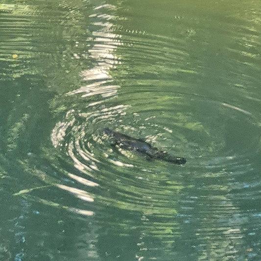 Maleny Magic e-Bike Tour – Scenic Hinterland Adventure